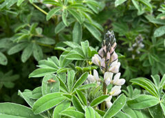 bloem met insect op blad