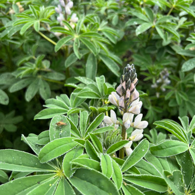 bloem met insect op blad