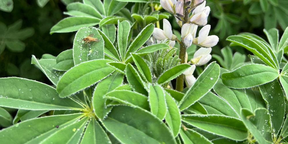 bloem met insect op blad