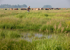 mens in grasland met koeien