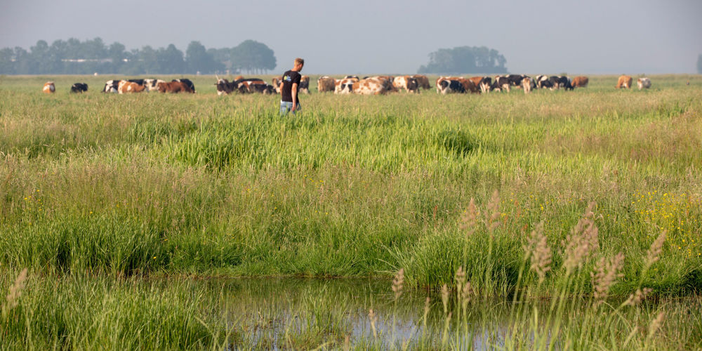 mens in grasland met koeien