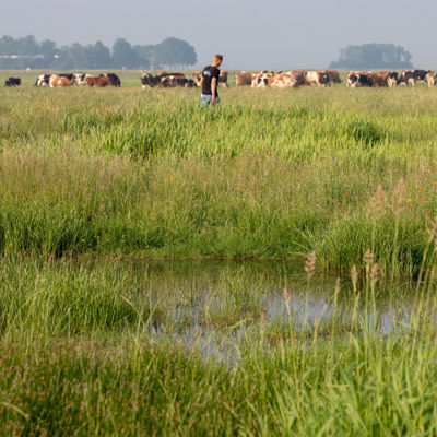 mens in grasland met koeien