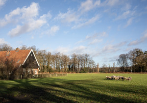 Erf Koosveld, boerderij, weiland met schapen en bomen er omheen