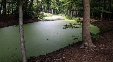 Landschap met bomen en vijver rond de Doornweg in Zwolle
