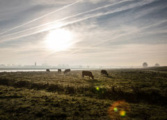 Koeien aan het grazen op grasland bij water