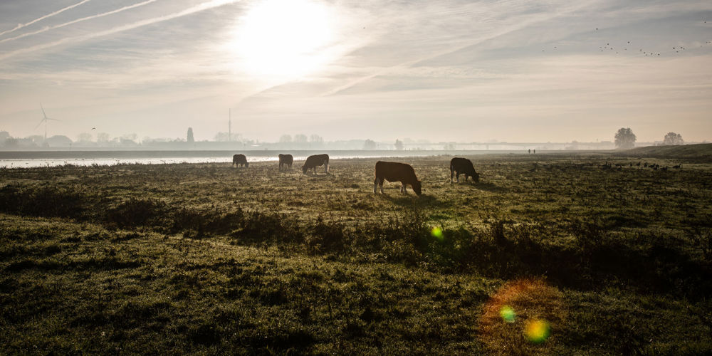 Koeien aan het grazen op grasland bij water