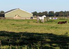 Vier paarden in een grasveld bij een groene schuur, met bomen op de achtergrond.