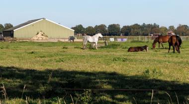 Vier paarden in een grasveld bij een groene schuur, met bomen op de achtergrond.