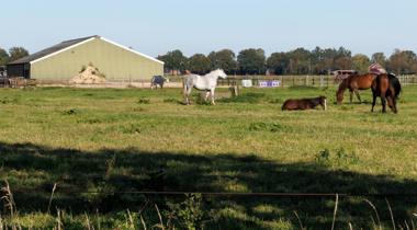 Vier paarden in een grasveld bij een groene schuur, met bomen op de achtergrond.