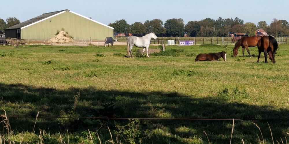 Vier paarden in een grasveld bij een groene schuur, met bomen op de achtergrond.