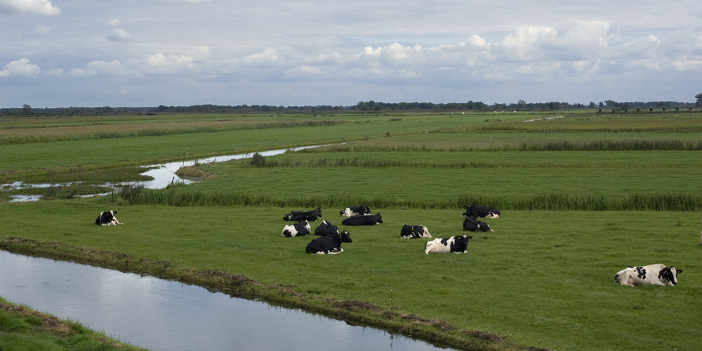 Koeien liggend in de wei bij brede sloot